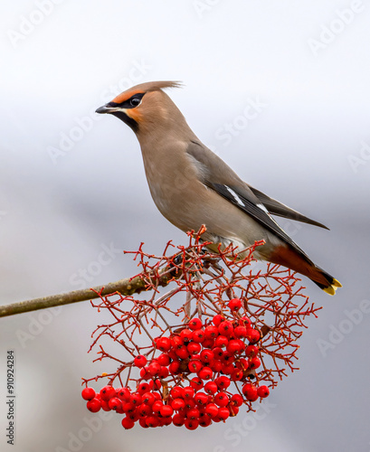 Waxwing perched