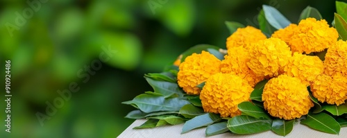 Vivid Marigold Blooms on a Bright Sunny Day