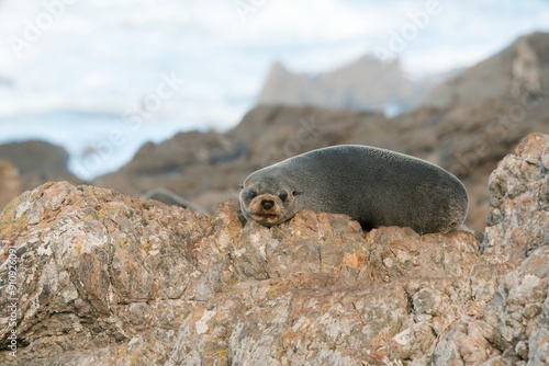 new zealand Fur Seal relax on the costalrock photo