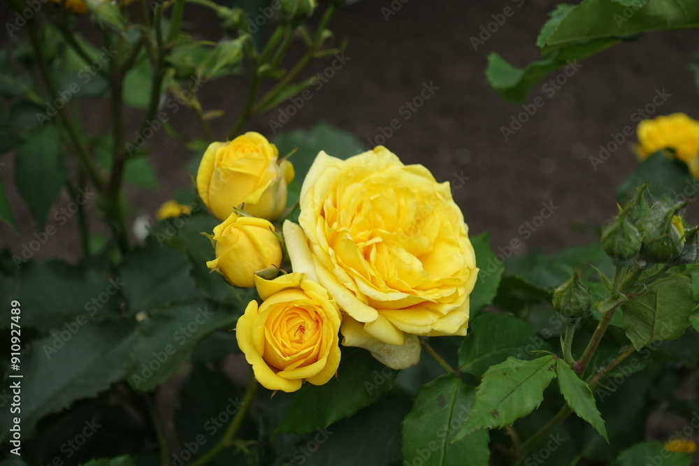 Four bright yellow flowers of roses in mid June Four bright yellow flowers of roses in mid June