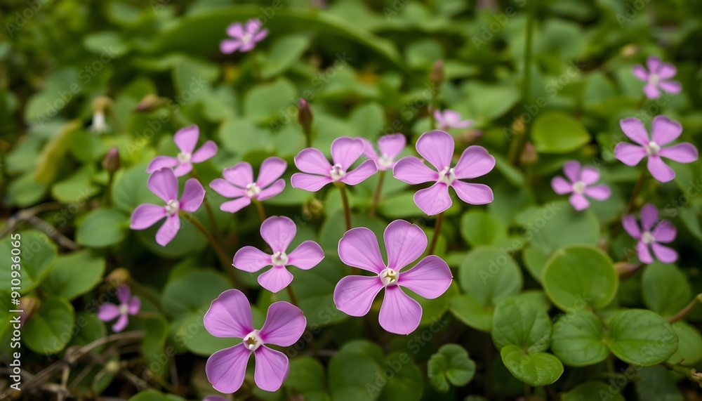 Blooming Silver Shamrock Flowers Close-up Blooming Silver Shamrock Flowers Close-up