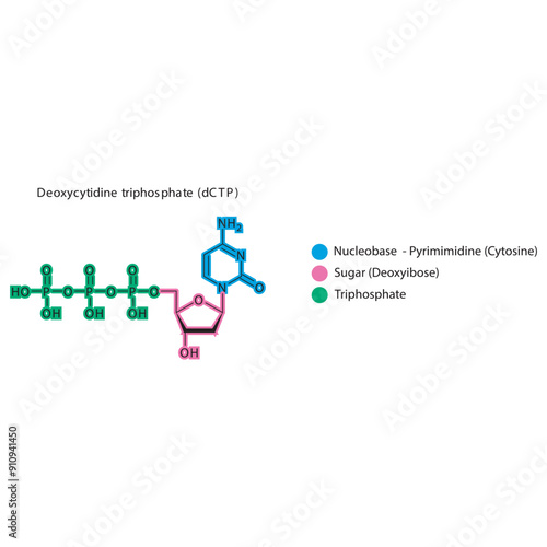 Deoxycytidine triphosphate (dCTP) skeletal structure schematic illustration, Nucleoside molecule. photo