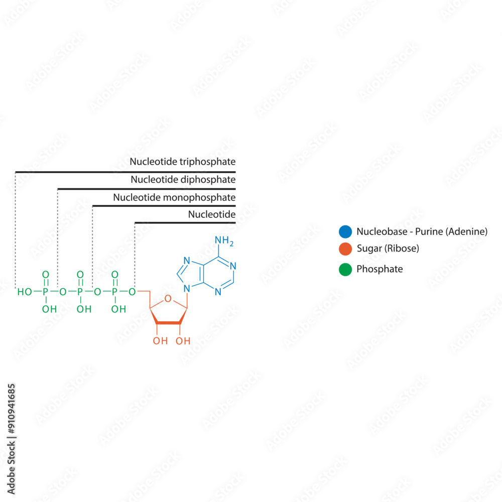 Diagram of nucleotide - Adenosine mono, di and trip phosphate skeletal structure schematic illustration, Nucleoside molecule. Diagram of nucleotide - Adenosine mono, di and trip phosphate skeletal structure schematic illustration, Nucleoside molecule.