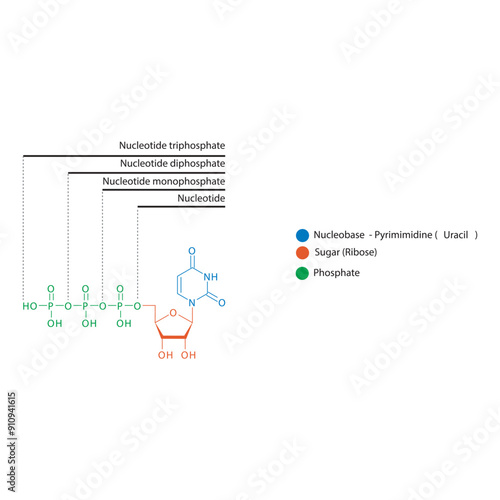 Diagram of nucleotide - Uridine  mono, di and trip phosphate skeletal structure schematic illustration, Nucleoside molecule.