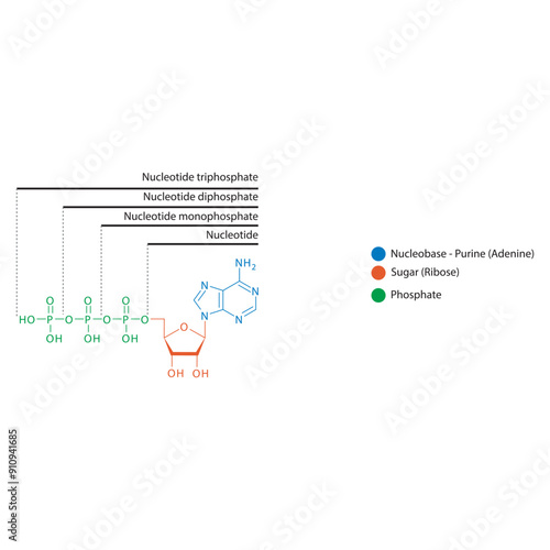 Diagram of nucleotide - Adenosine  mono, di and trip phosphate skeletal structure schematic illustration, Nucleoside molecule.
