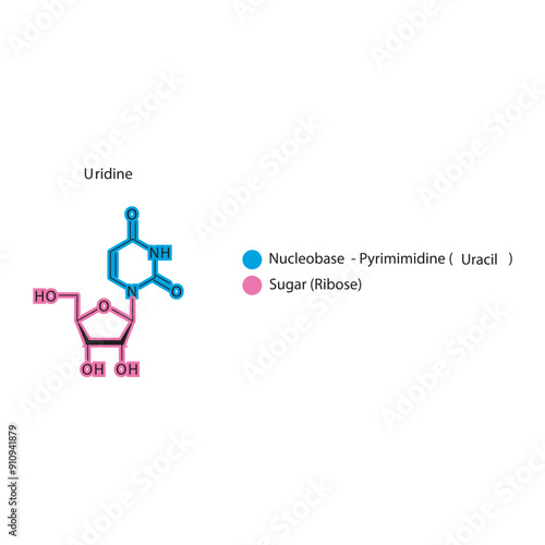 Uridine skeletal structure schematic illustration, Nucleoside molecule.