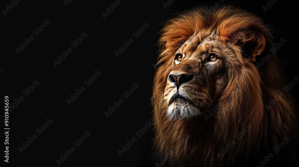 Fototapeta premium A majestic lion with a golden mane looking up into the darkness with copy space