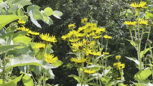 Inula Helenium photo