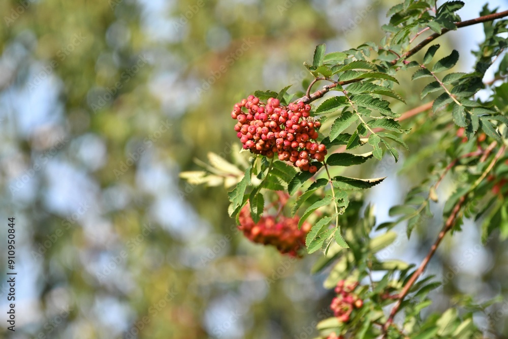 Jarząb, jarzębina czerwona (Sorbus Aucuparia). Płytka głębia ostrości Jarząb, jarzębina czerwona (Sorbus Aucuparia). Płytka głębia ostrości