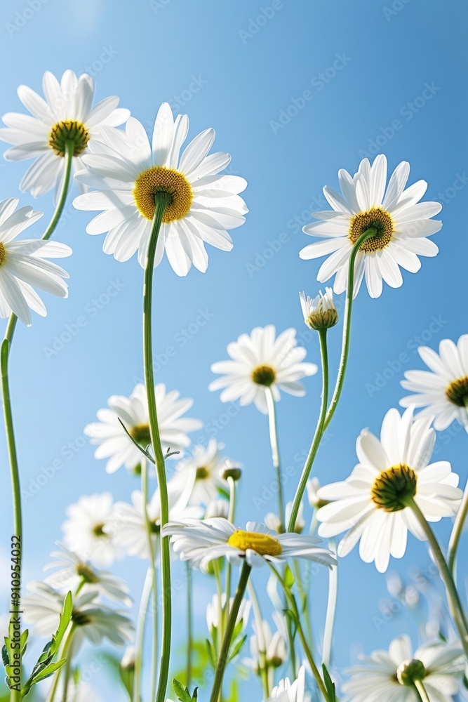 Springtime Daisy Flowers Springtime Daisy Flowers