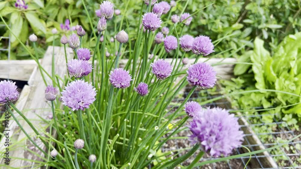 Chives, Allium schoenoprasum Chives, Allium schoenoprasum