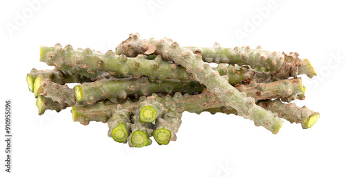 Tinospora cordifolia on transparent png photo