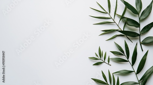 Tropical Green Leaves Frame on White Background photo