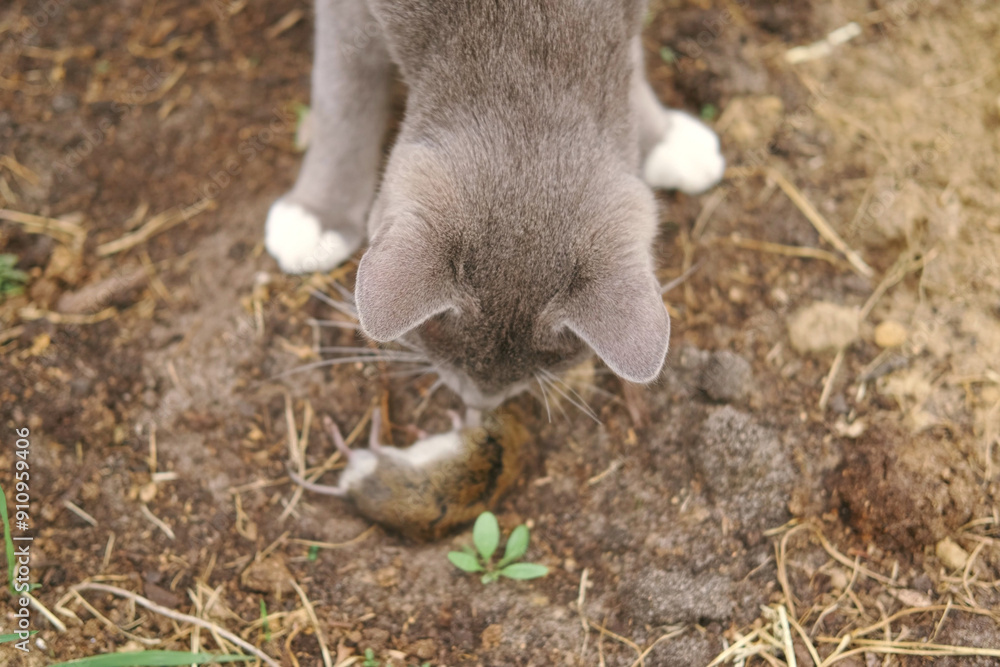 Cat catches a mouse. Cat catching a mice outdoors in a garden backyard ...