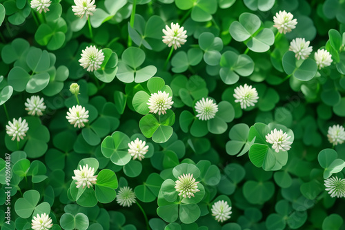 White clover spring background.
