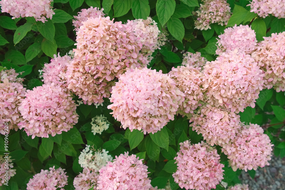 Hydrangea paniculata and conifer. Beautiful Garden path made of natural ...