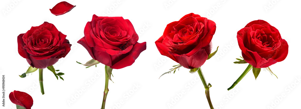 Four vibrant red roses with lush petals in different stages of bloom, isolated on a white background, symbolizing love and beauty. Four vibrant red roses with lush petals in different stages of bloom, isolated on a white background, symbolizing love and beauty.