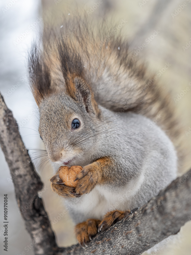 The squirrel with nut sits on tree in the winter or late autumn The squirrel with nut sits on tree in the winter or late autumn
