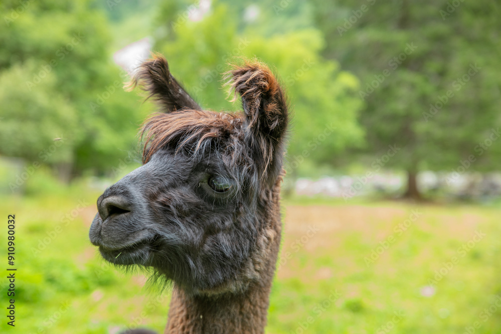 alpaca on blurred background in the outdoors alpaca on blurred background in the outdoors