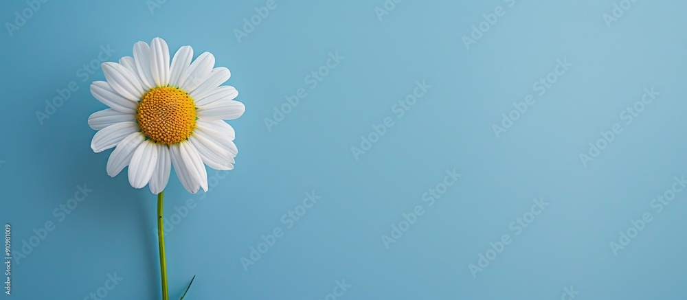 Chamomile flower set against a blue backdrop with copy space image evoking a spring or summer background theme Chamomile flower set against a blue backdrop with copy space image evoking a spring or summer background theme