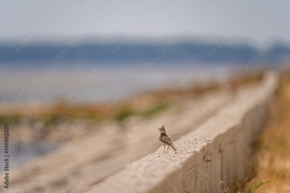 The crested lark is a species of lark distinguished from the other 81 species of lark The crested lark is a species of lark distinguished from the other 81 species of lark