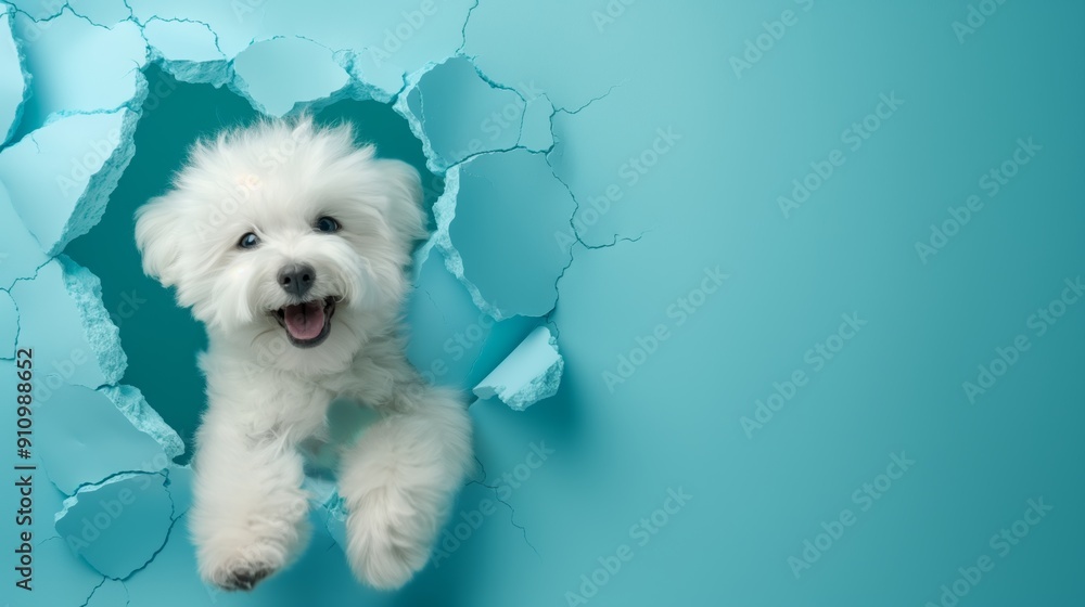 Bichon friese breaking through a hole in the wall. Creative dog banner