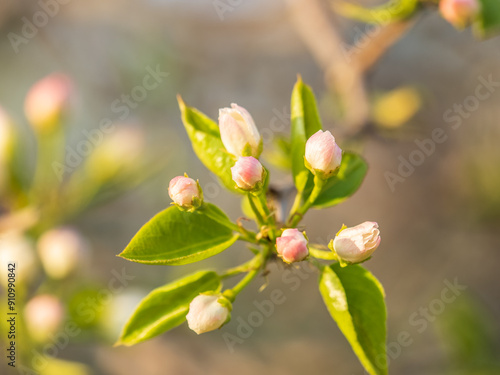 Wallpaper Mural White blossoming apple trees. White apple tree flowers Torontodigital.ca