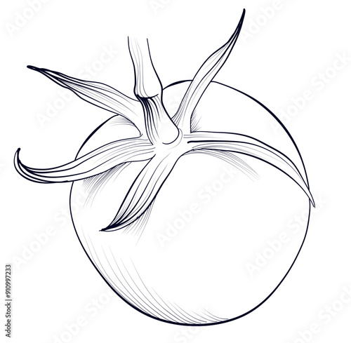 hand drawing of a tomato fruit vector illustration