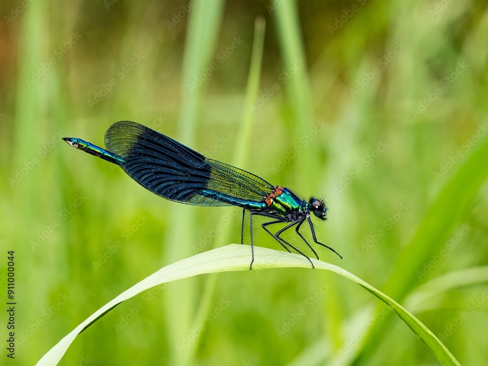 Close up macro photograph of a Banded Demoiselle, Broad winged Damselfly. Calopteryx splendens. Jewelwings Close up macro photograph of a Banded Demoiselle, Broad winged Damselfly. Calopteryx splendens. Jewelwings