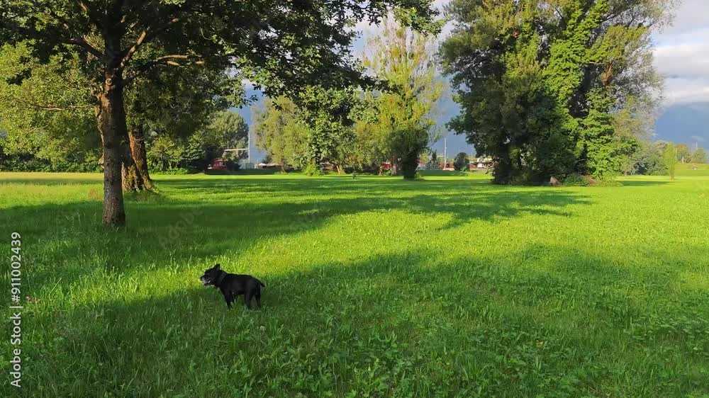 Walk with a small black dog on a green meadow. Nature on a sunny summer day