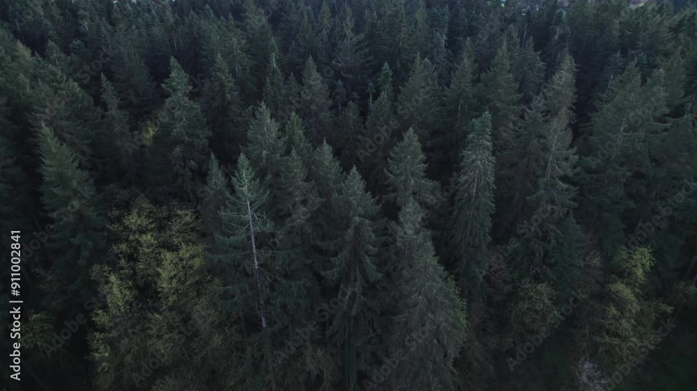 A drone shot soars over a dense forest canopy, revealing a lush, green expanse with sunlight filtering through the trees, capturing the serene beauty and vastness of nature from above A drone shot soars over a dense forest canopy, revealing a lush, green expanse with sunlight filtering through the trees, capturing the serene beauty and vastness of nature from above