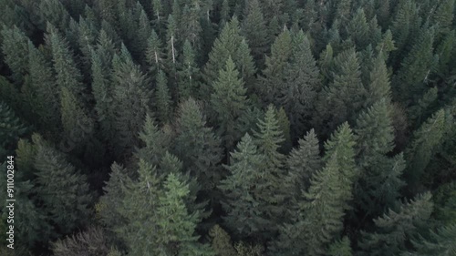 Wallpaper Mural A drone glides over a vibrant forest canopy, showcasing a sea of green treetops and the tranquil and expansive beauty of the natural landscape. Torontodigital.ca