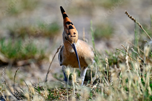 Wiedehopf // Eurasian Hoopoe(Upupa epops)  photo