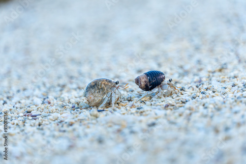 Zwei Einsiedlerkrebse auf einer Sandreise: Einblicke in das Küstenleben auf Mauritius photo