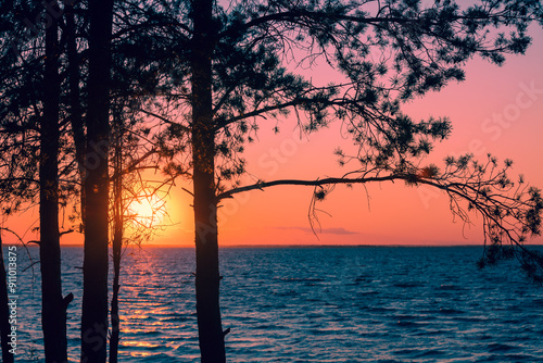 Seascape in the evening. Beautiful sunset over the sea. Pine trees on the seashore photo