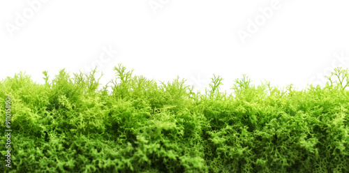 Green Moss Texture isolated on transparent png