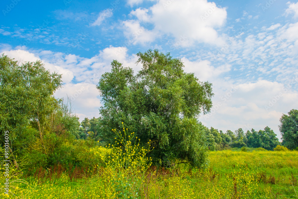 Wild flowers in scenic nature in sunlight in summer, Almere, Flevoland, The Netherlands, August 2, 2024 Wild flowers in scenic nature in sunlight in summer, Almere, Flevoland, The Netherlands, August 2, 2024