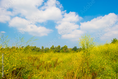 Wild flowers in scenic nature in sunlight in summer, Almere, Flevoland, The Netherlands, August 2, 2024