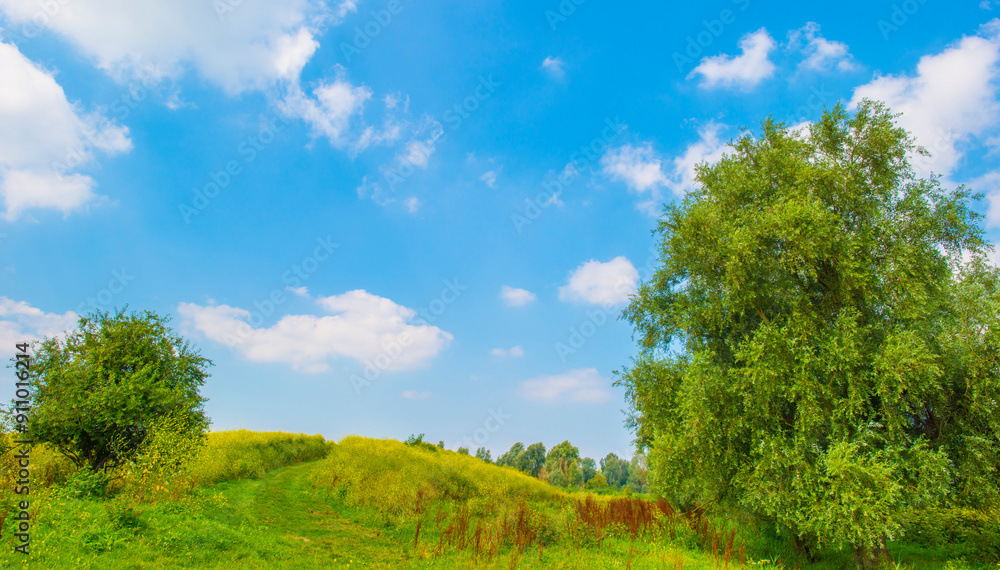 Wild flowers in scenic nature in sunlight in summer, Almere, Flevoland, The Netherlands, August 2, 2024 Wild flowers in scenic nature in sunlight in summer, Almere, Flevoland, The Netherlands, August 2, 2024