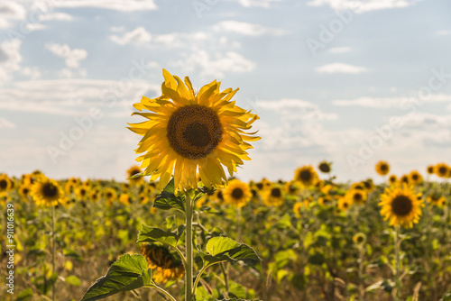 A field of sunflowers on a bright sunny day. Sunflower close-up. #911016639