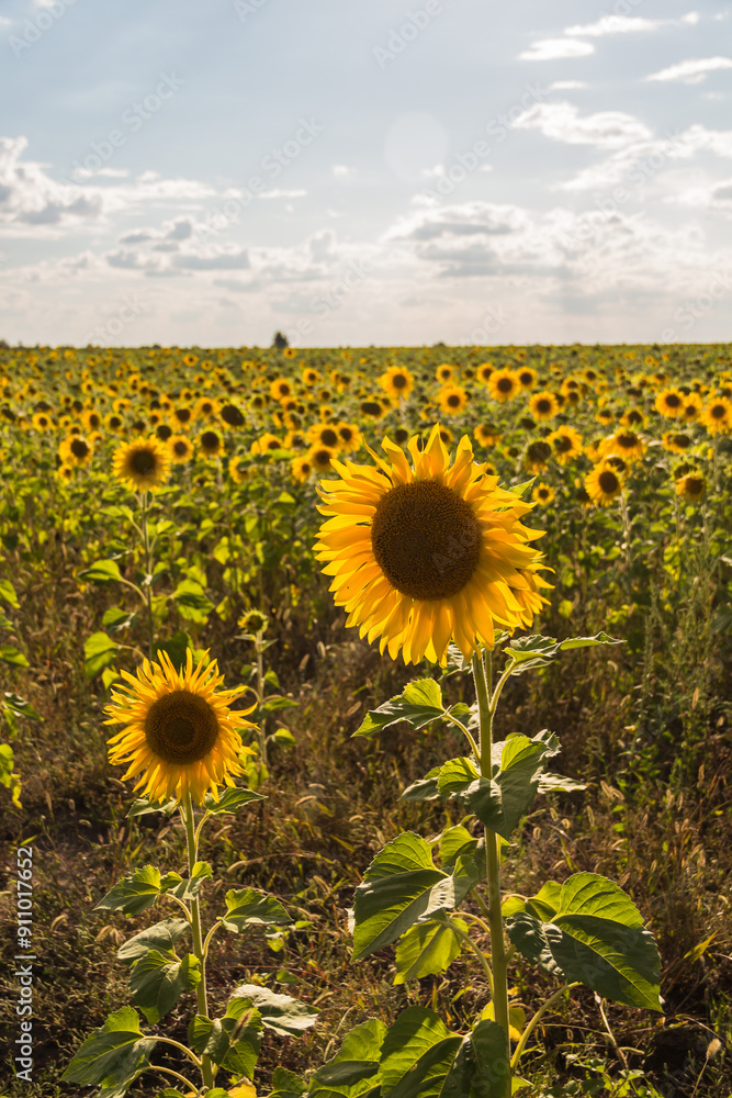 Fototapeta premium A field of sunflowers on a bright sunny day. Sunflower close-up.