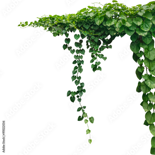 a green plant hanging from a branch on a png background, green ivy on a wall, green ivy leaves on png, a vine growing on a wall with leaves, a plant with green leaves hanging from wall