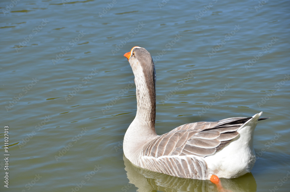 Obraz premium Beautiful Greylag Geese (Anser anser) swimming in the lake.