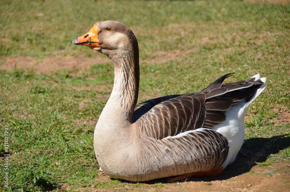 Beautiful Greylag Geese (Anser anser) on a green lawn near a lake Beautiful Greylag Geese (Anser anser) on a green lawn near a lake