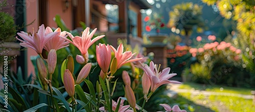 Panel kuchenny z motywem Gorgeous pink rain lilies blooming in a house garden with a captivating view, ideal for a tranquil atmosphere in a copy space image.