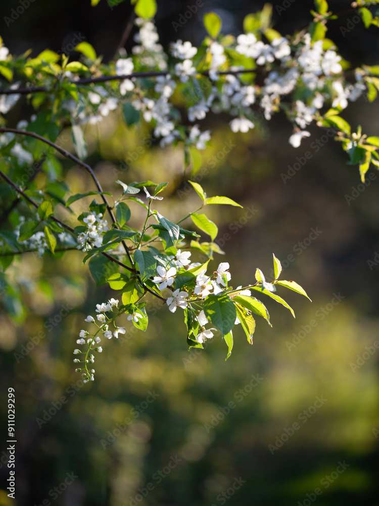 Prunus padus flowers - aromatic bloom of bird cherry tree. Prunus padus flowers - aromatic bloom of bird cherry tree.