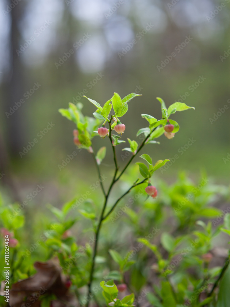 Vaccinium myrtillus - European blueberry, billberry plant with pink flowers. Wild bush produces delicious edible fruit. Vaccinium myrtillus - European blueberry, billberry plant with pink flowers. Wild bush produces delicious edible fruit.