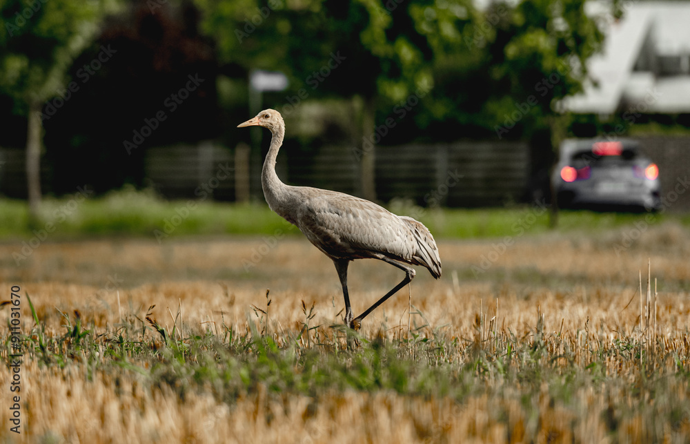 Grey Crane Chick In Field Stands Tall, Observing Surroundings With Curiosity Grey Crane Chick In Field Stands Tall, Observing Surroundings With Curiosity