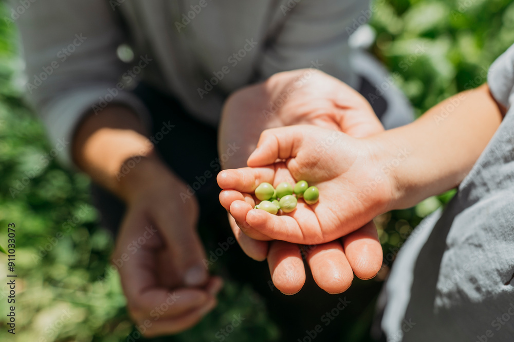 Hands of farmer and son holding green peas in vegetable garden Hands of farmer and son holding green peas in vegetable garden