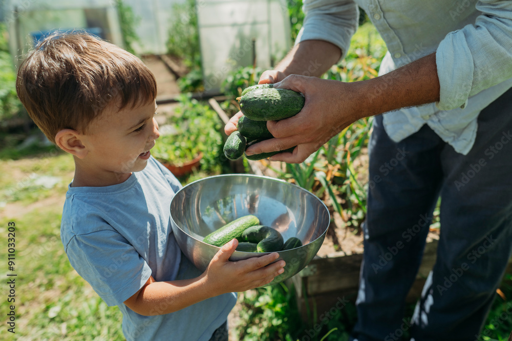 Boy with father picking cucumbers in bowl at vegetable farm Boy with father picking cucumbers in bowl at vegetable farm